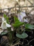 Viola dehnhardtii