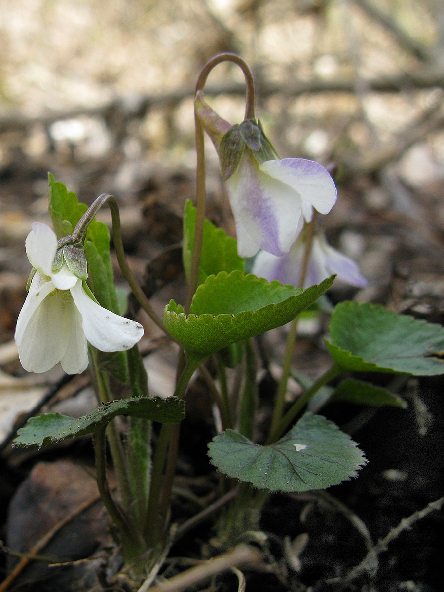 Изображение особи Viola dehnhardtii.