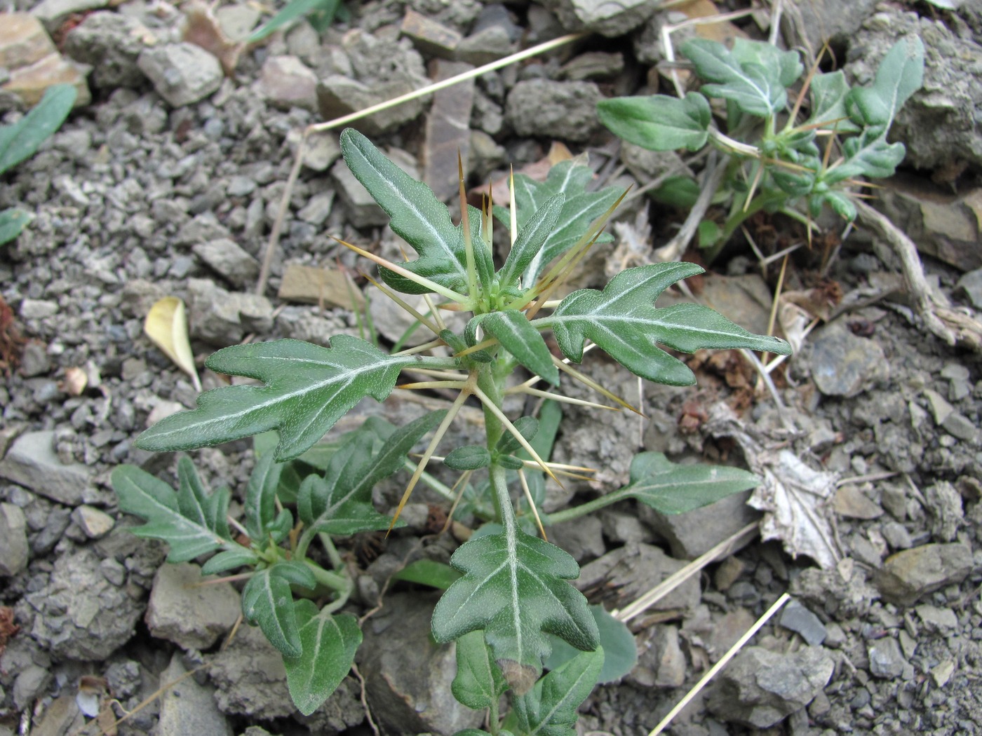 Image of Xanthium spinosum specimen.