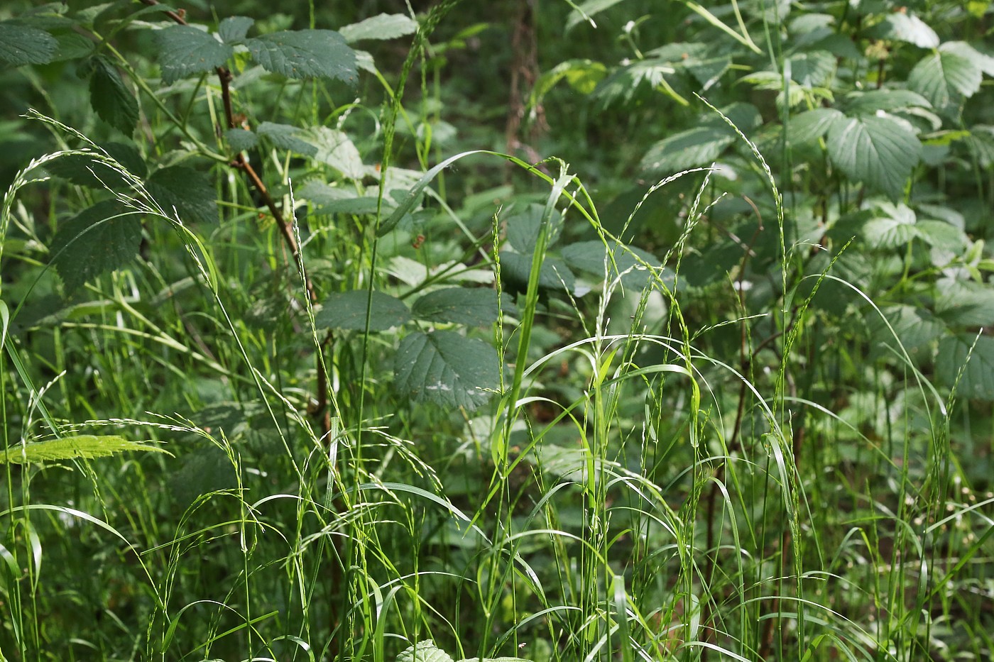 Image of Poa nemoralis specimen.