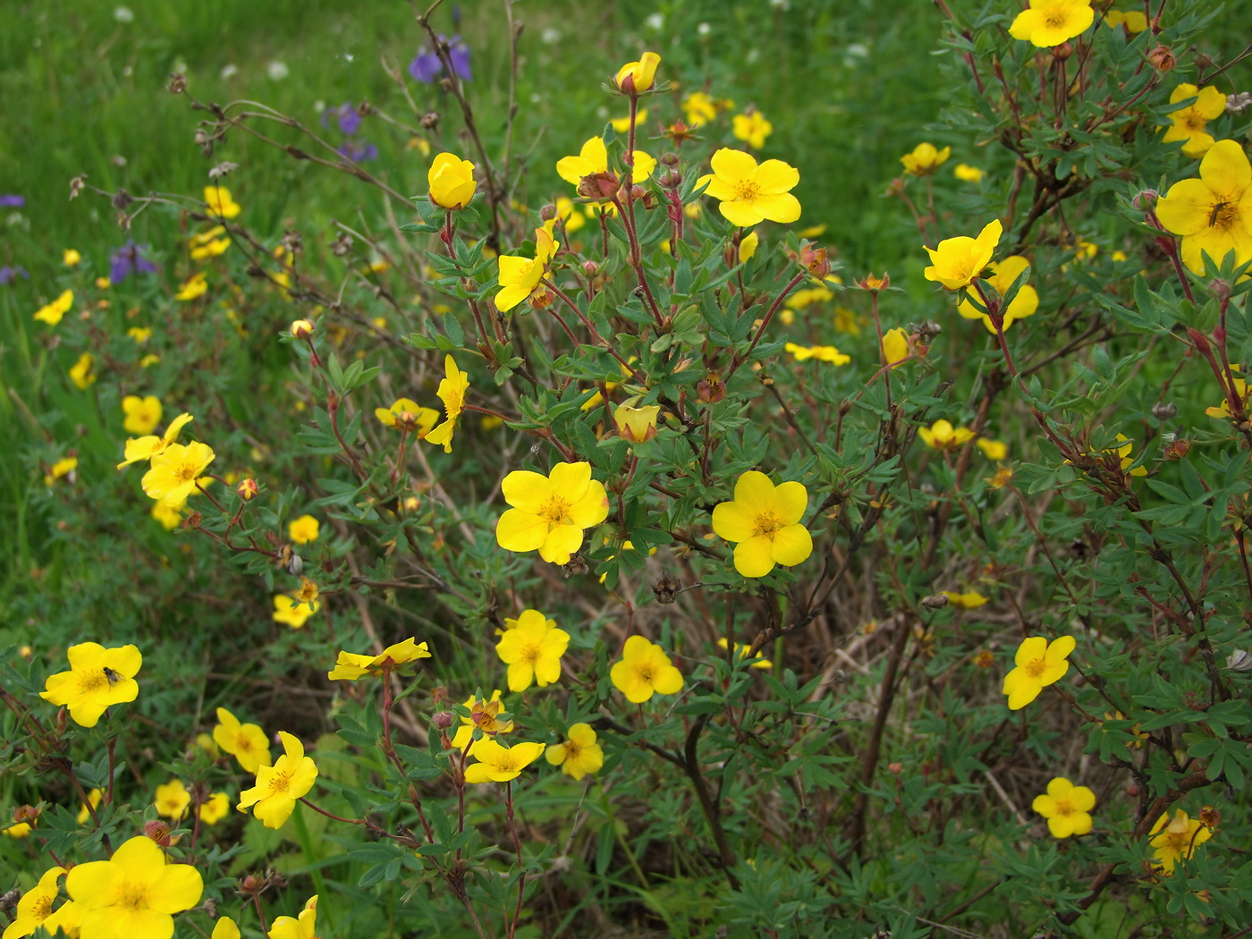 Изображение особи Dasiphora fruticosa.