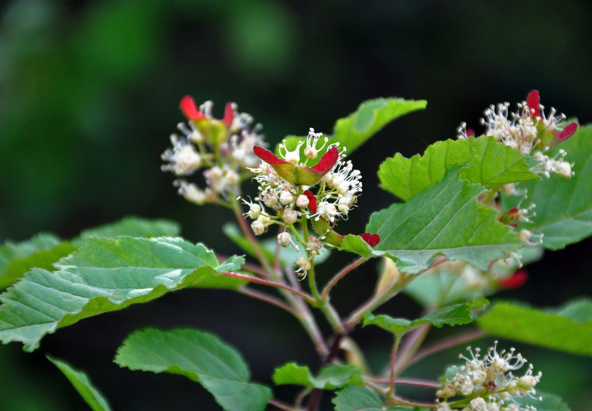 Image of Acer tataricum specimen.