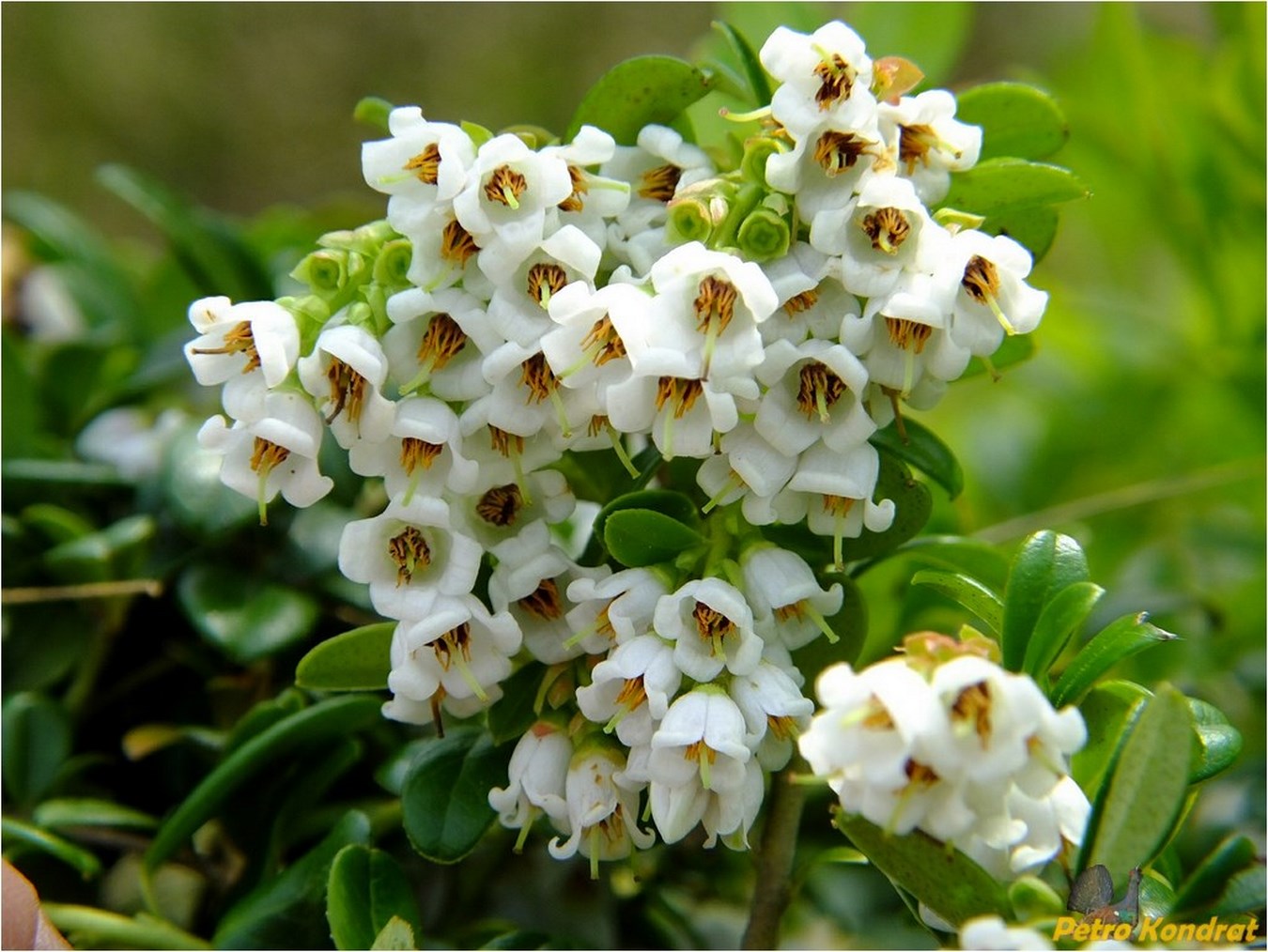 Image of Vaccinium vitis-idaea specimen.