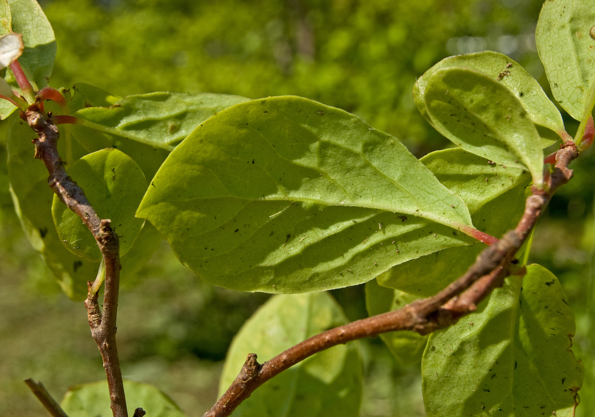 Изображение особи Schisandra chinensis.