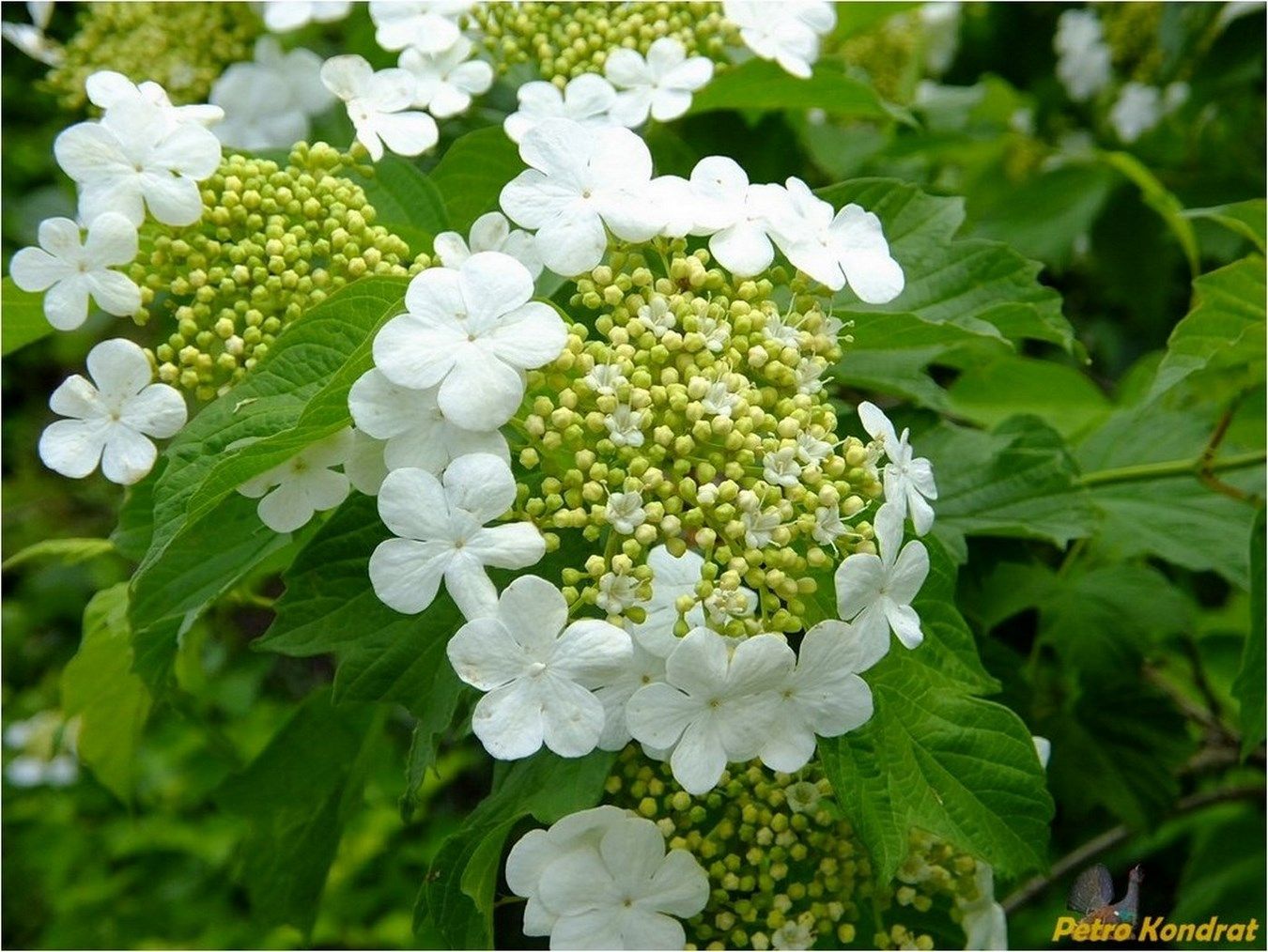 Image of Viburnum opulus specimen.
