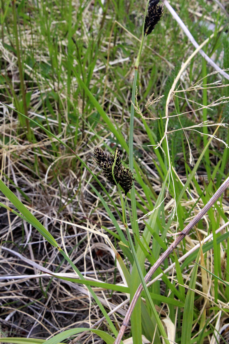 Image of Carex atrata specimen.