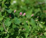 Lonicera tatarica