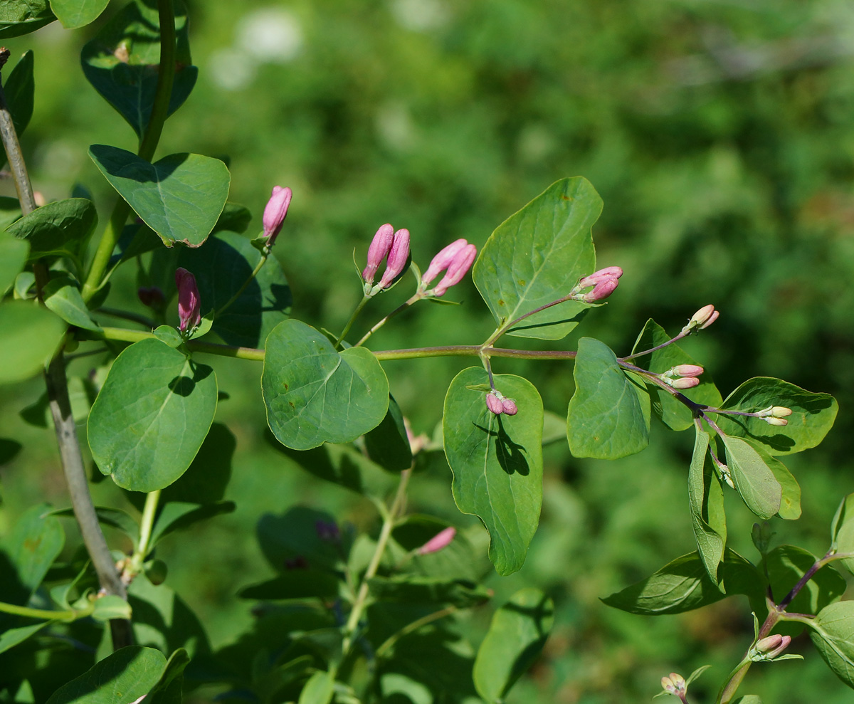 Image of Lonicera tatarica specimen.