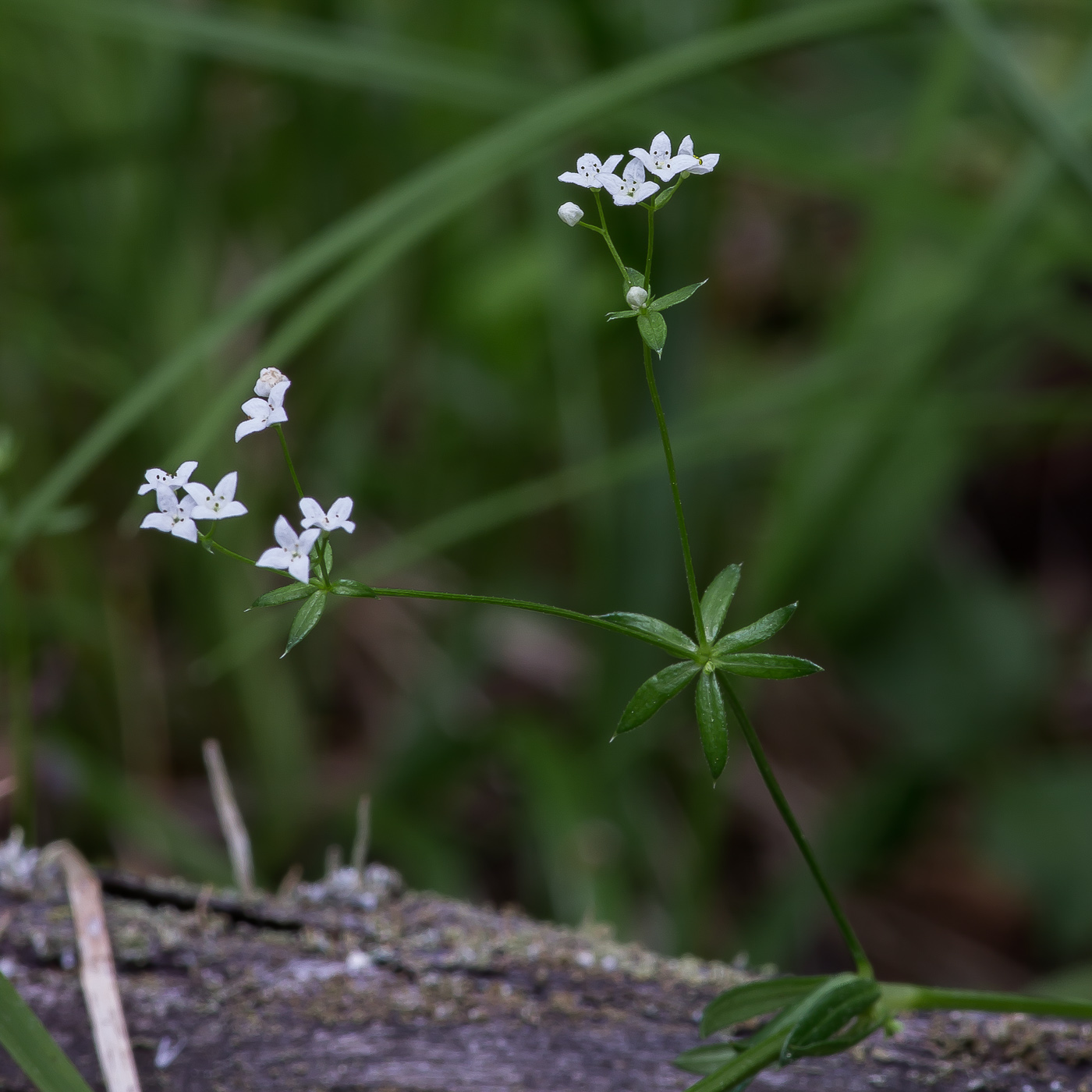 Изображение особи Galium uliginosum.