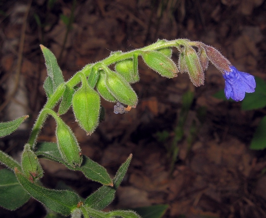 Image of Pulmonaria mollis specimen.