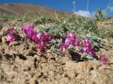 genus Oxytropis. Цветущее растение. Кыргызстан, Зап. Тянь-Шань, Таласский Алатау, южн. сторона пер. Кара-Буура, ≈ 3150 м н.у.м., правый берег р. Чон-Тор под склоном южн. экспозиции. 17 июля 2018 г.