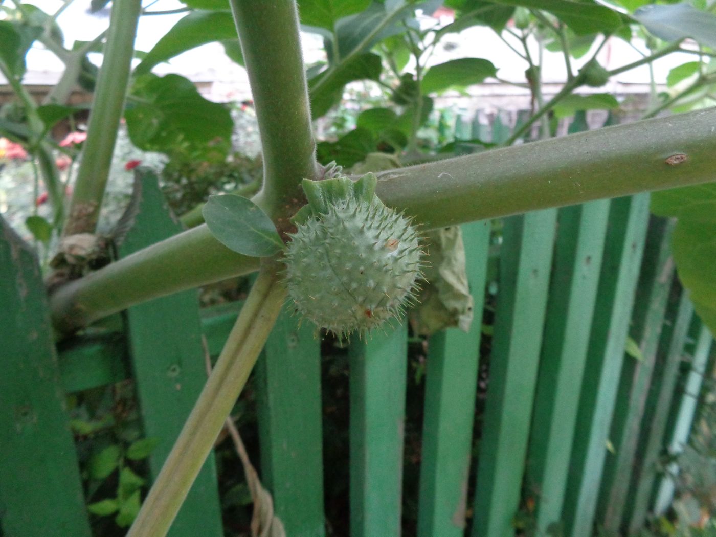 Image of Datura innoxia specimen.