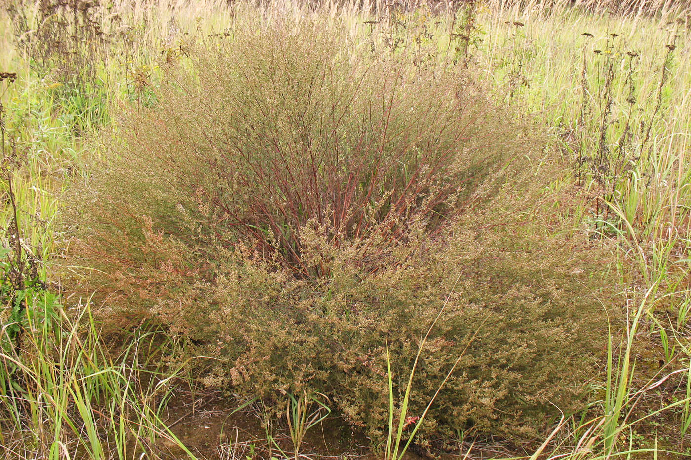 Изображение особи Artemisia campestris.