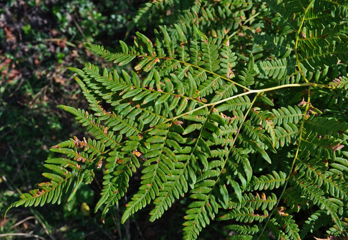 Изображение особи Pteridium pinetorum.