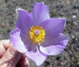 Pulsatilla multifida. Цветок. Чукотка, Чаунский р-н, окр. пос. Комсомольский, щебнистая тундра. 10.06.2018.
