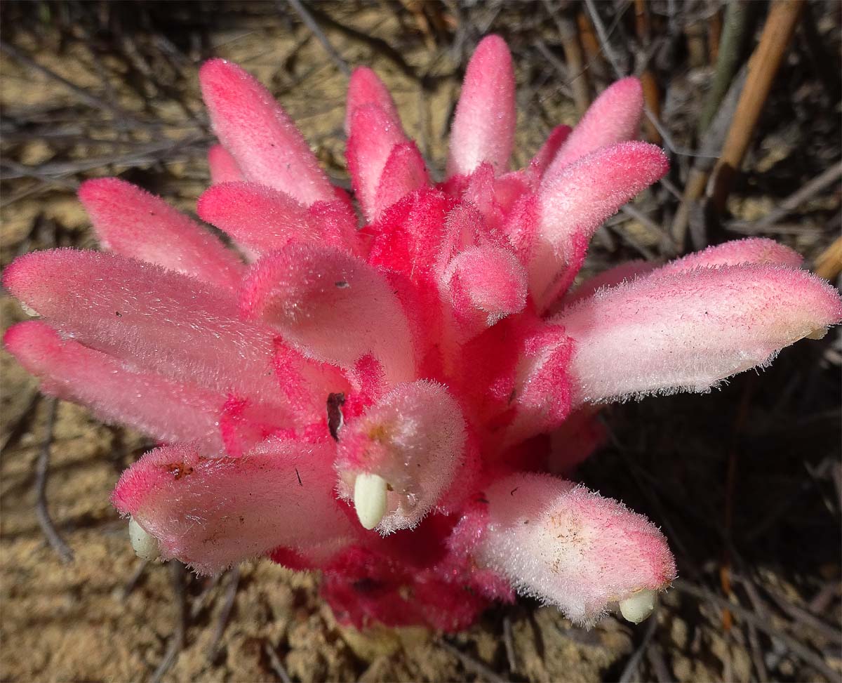 Image of Hyobanche sanguinea specimen.