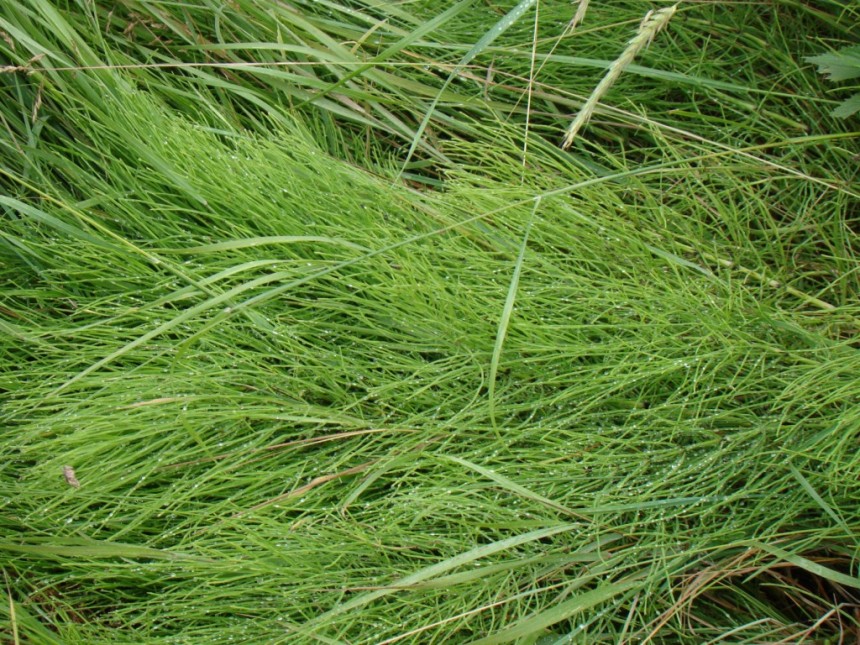 Image of Equisetum arvense specimen.