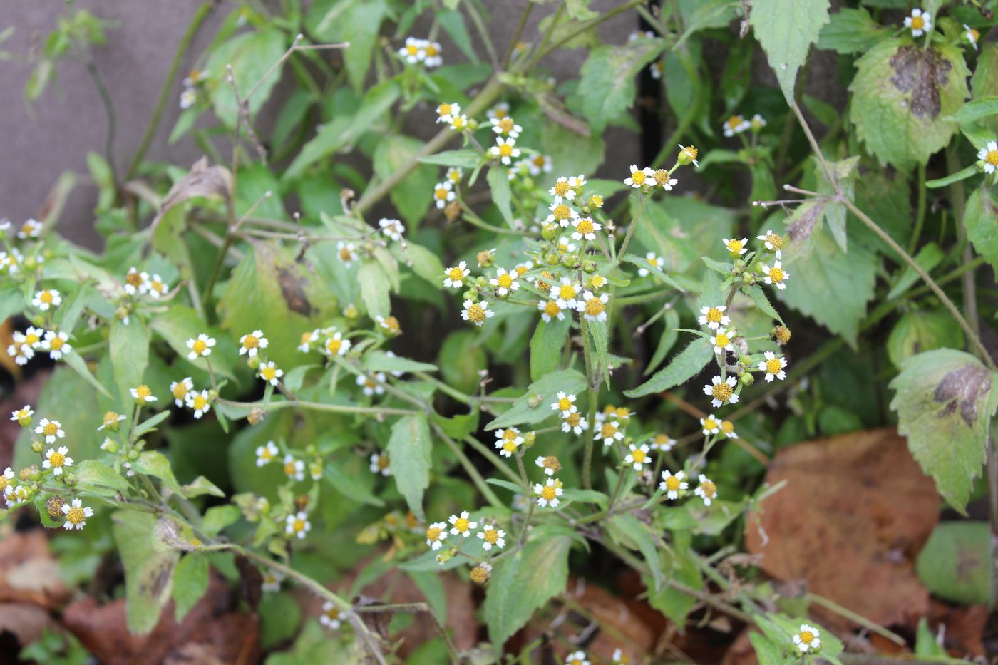 Image of Galinsoga quadriradiata specimen.