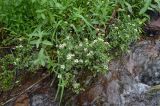 Nasturtium officinale