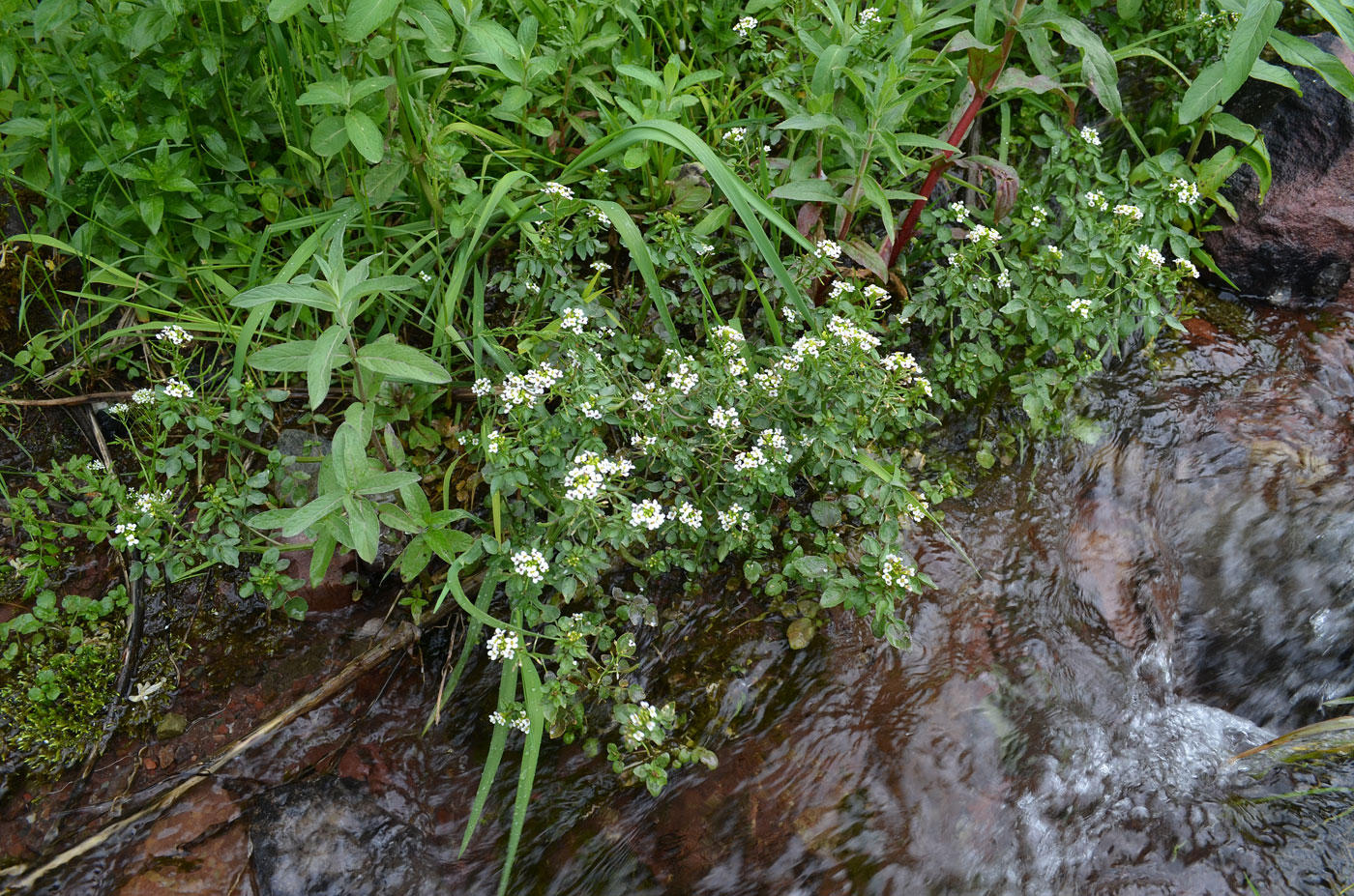 Image of Nasturtium officinale specimen.