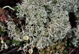 род Cladonia