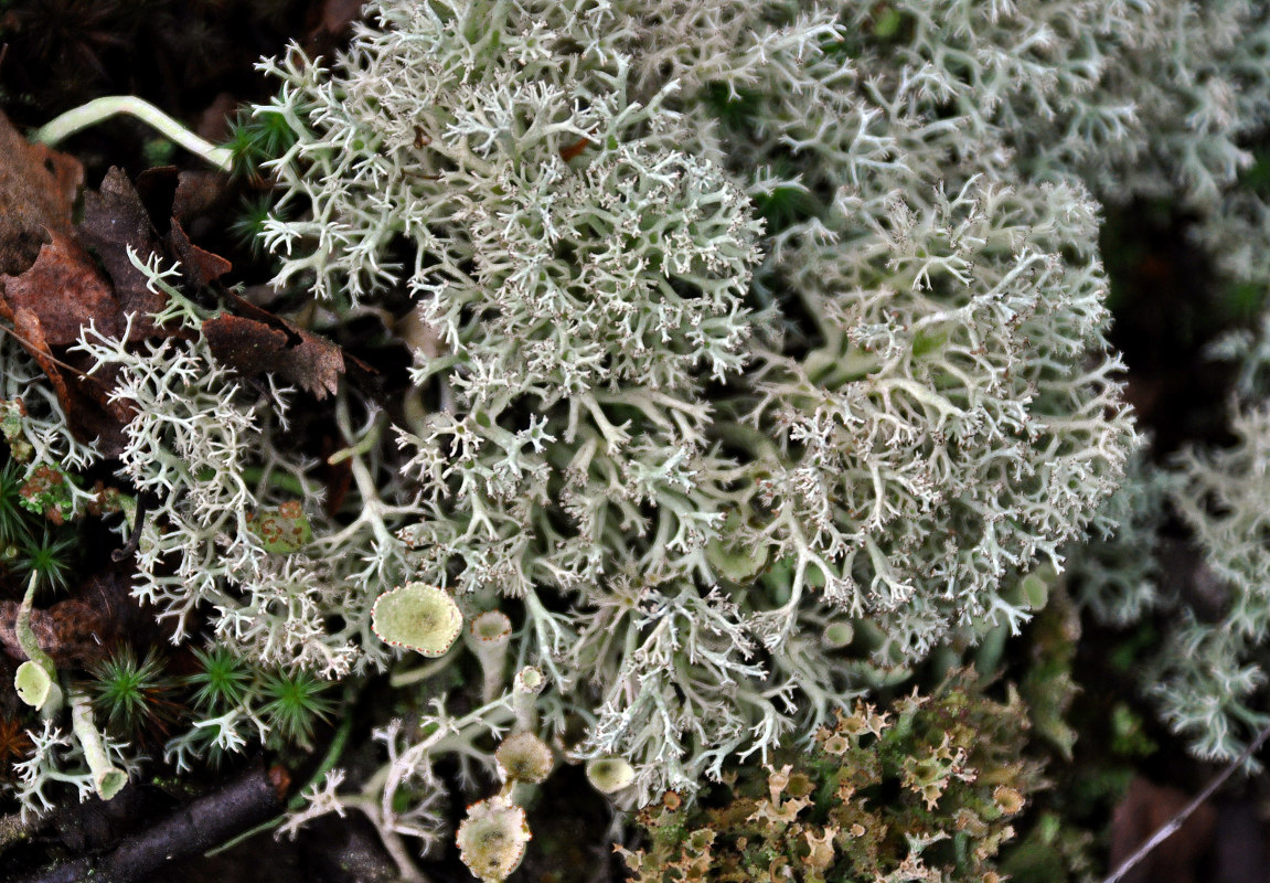 Изображение особи род Cladonia.