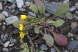 Crepis nana