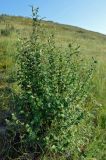 Cotoneaster melanocarpus