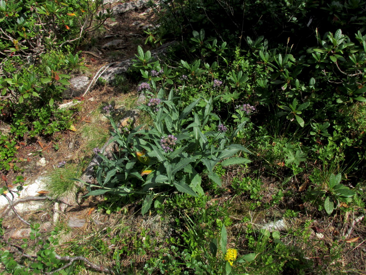 Image of Saussurea schweingruberi specimen.