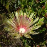 Protea aurea