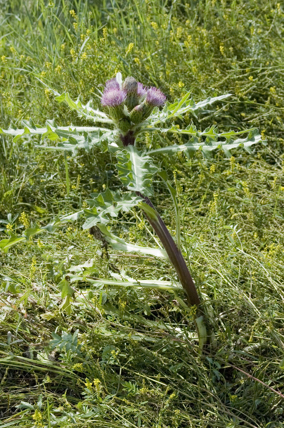 Изображение особи Cirsium esculentum.