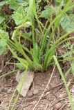 Iris avromanica