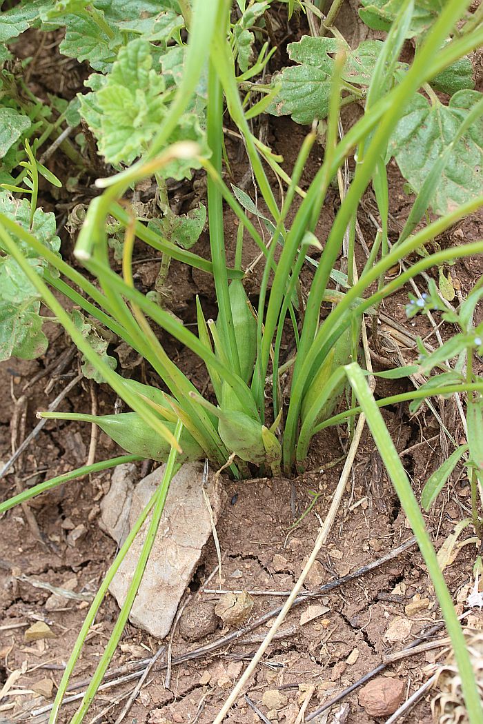 Image of Iris avromanica specimen.