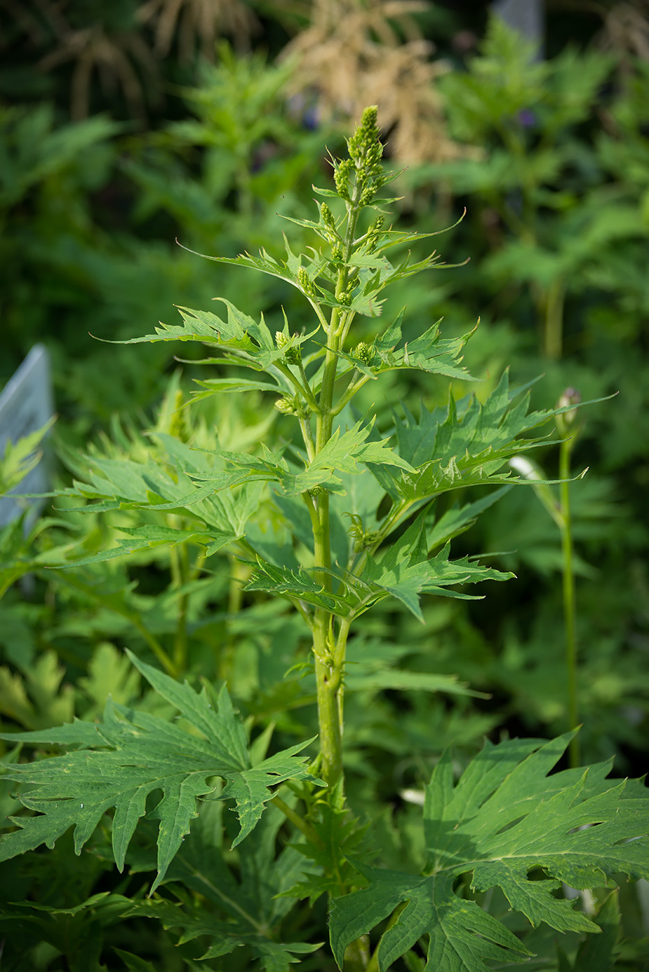 Image of Sinacalia tangutica specimen.