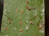 Platycerium bifurcatum