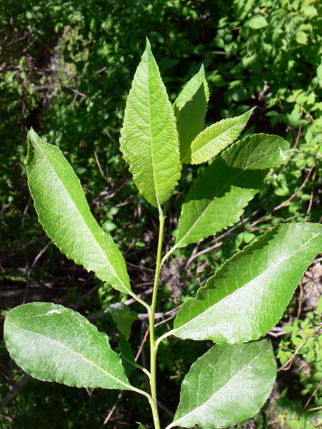 Image of Salix caprea specimen.