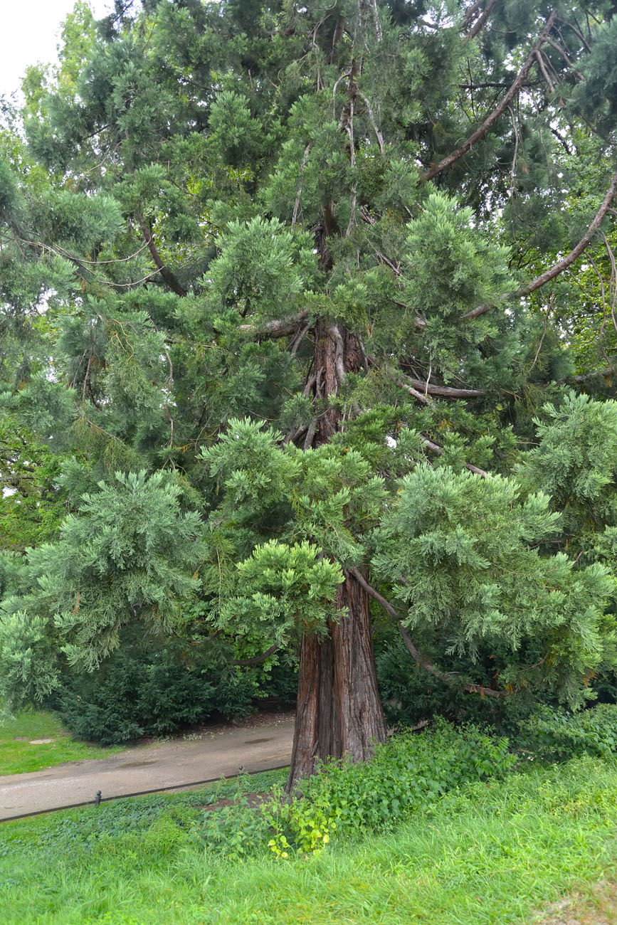 Изображение особи Sequoiadendron giganteum.