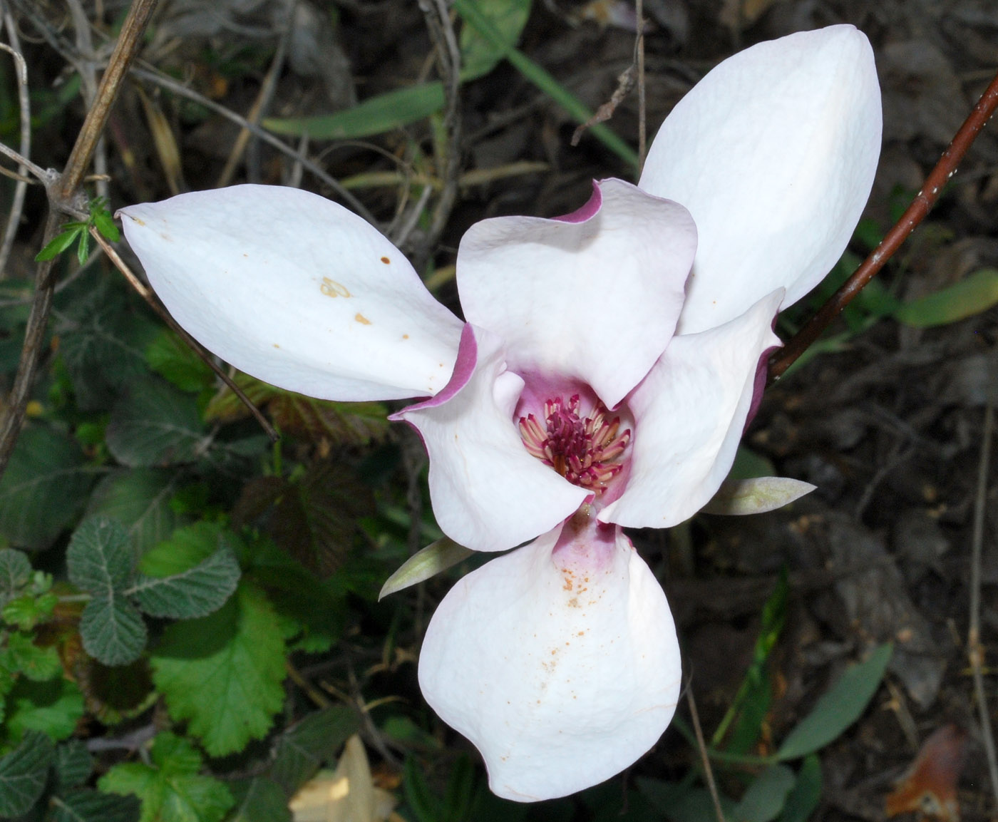 Image of Magnolia &times; soulangeana specimen.