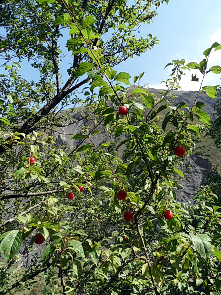 Изображение особи Prunus cerasifera ssp. caspica.