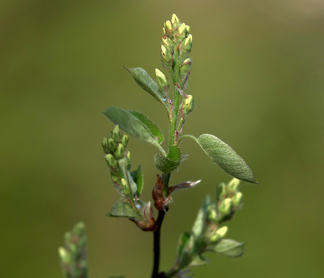 Image of Amelanchier spicata specimen.