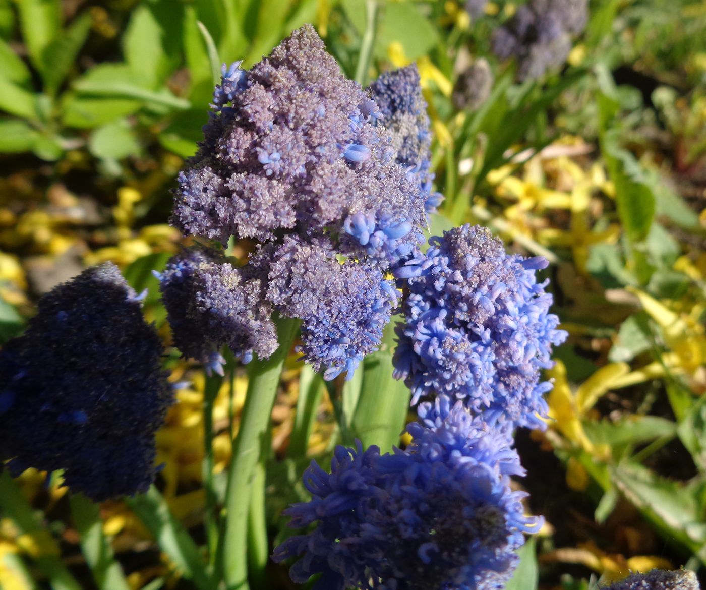 Изображение особи Muscari armeniacum.