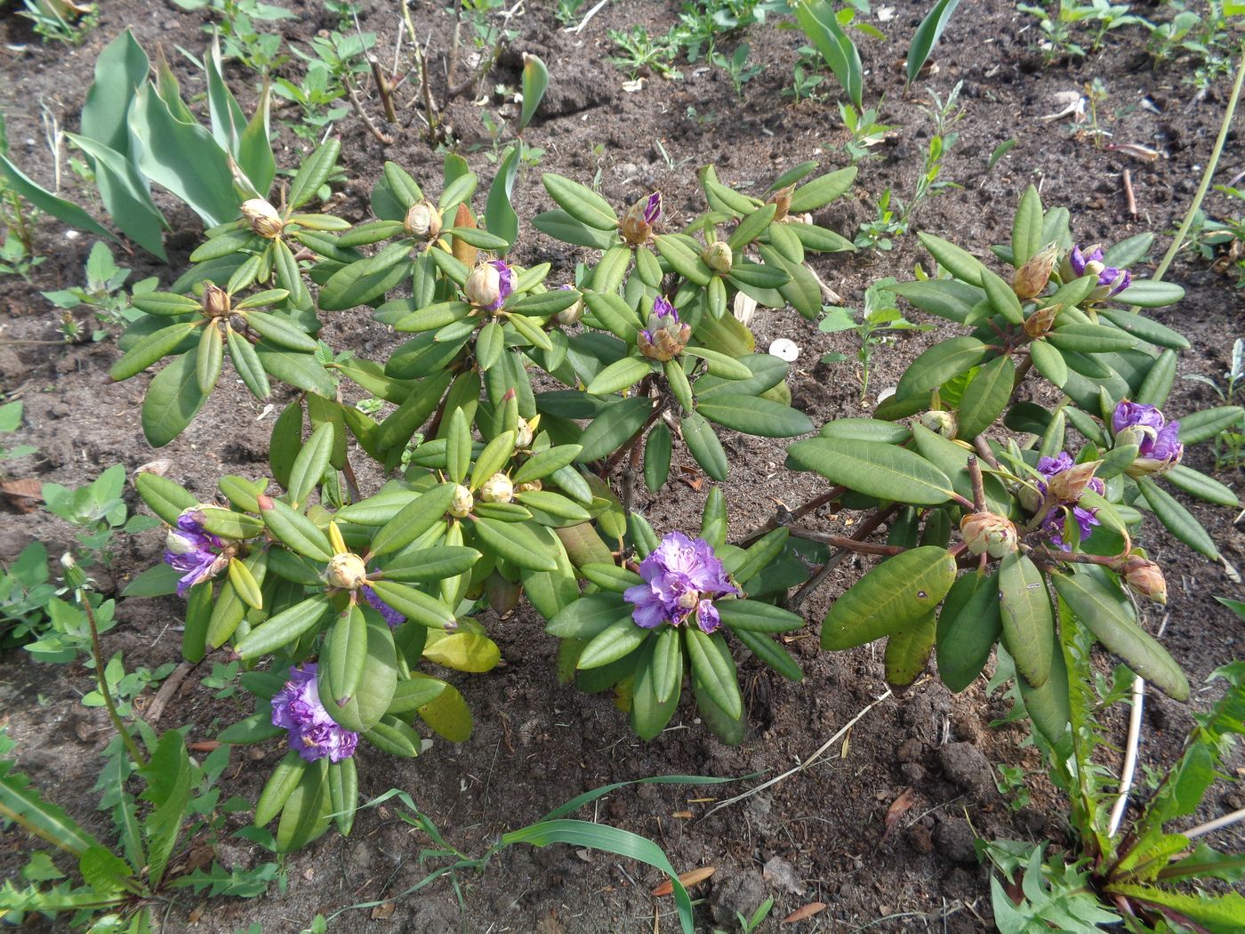 Изображение особи род Rhododendron.