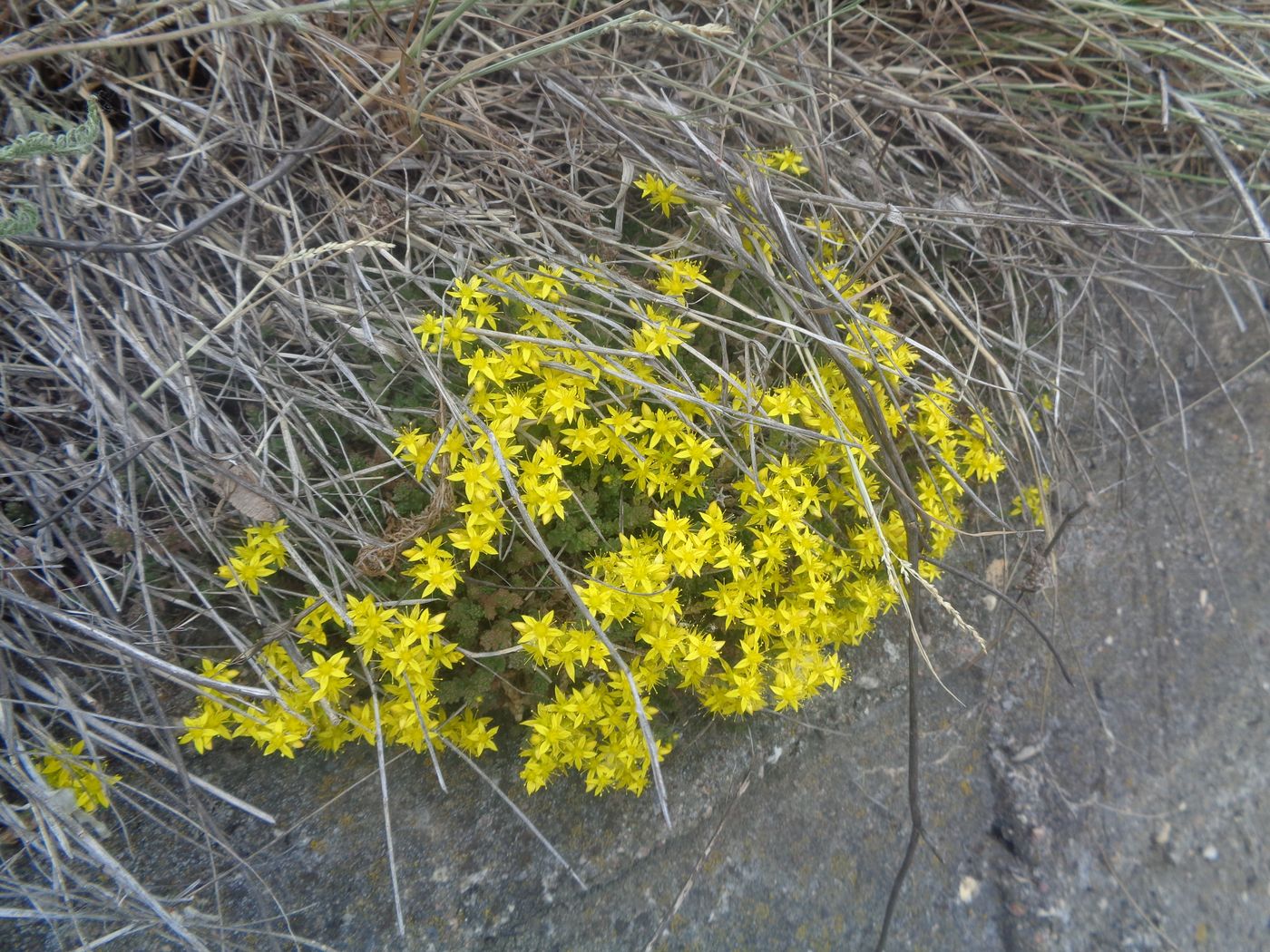 Image of Sedum acre specimen.