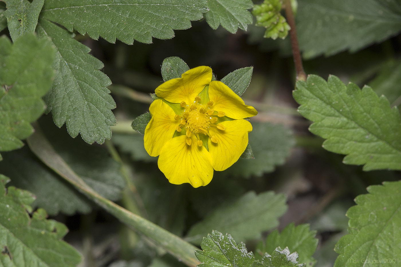 Изображение особи Potentilla reptans.