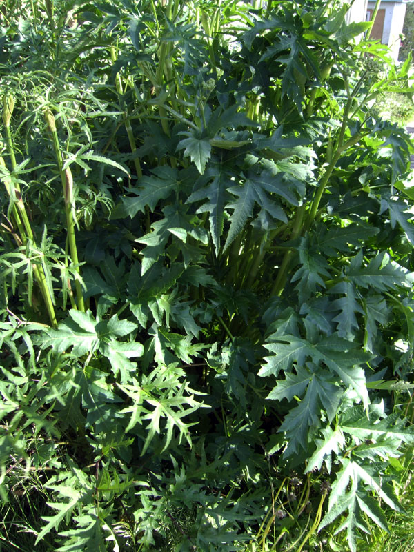 Image of genus Heracleum specimen.