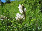 Astragalus pycnolobus. Верхушки побегов с соцветиями. Казахстан, Западный Алтай, правая сторона р. Бухтарма ниже слияния с р. Берель, каменисто-мелкозёмный склон юго-вост. экспозиции. 27 июня 2019 г.