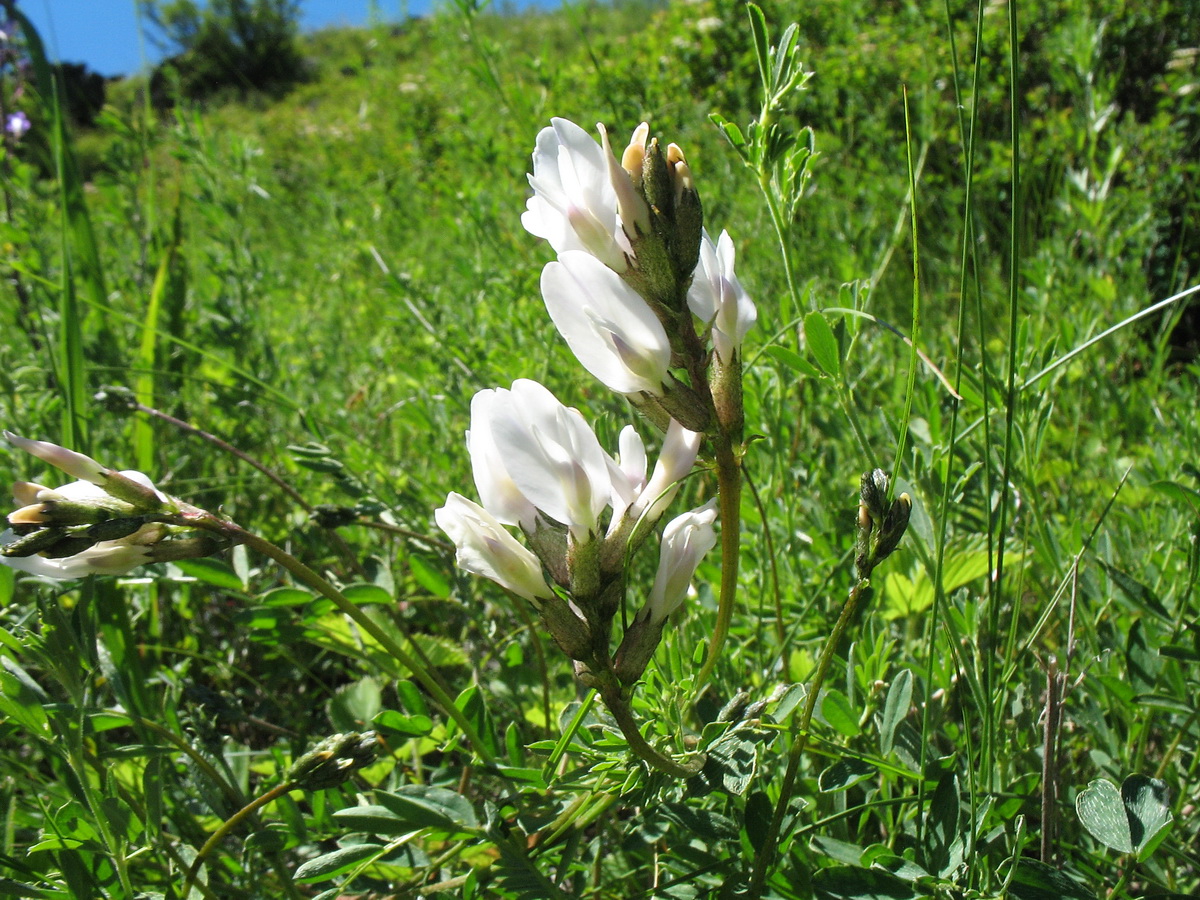 Image of Astragalus pycnolobus specimen.