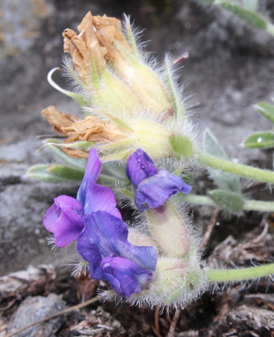 Image of Oxytropis bracteata specimen.