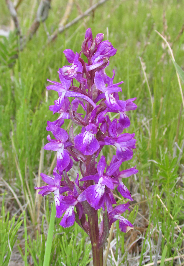 Изображение особи Dactylorhiza salina.