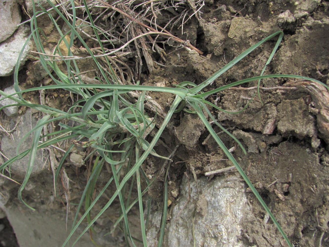 Изображение особи род Tragopogon.